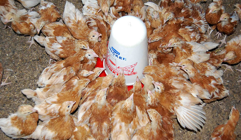 2015 Publications Kuroiler chickens